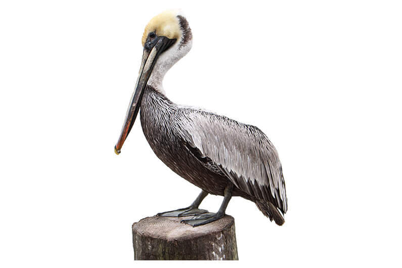 Pelikaner i öknen