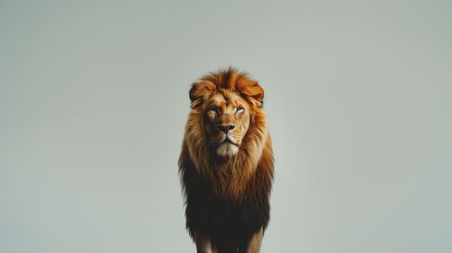 Lejonet av Juda 5